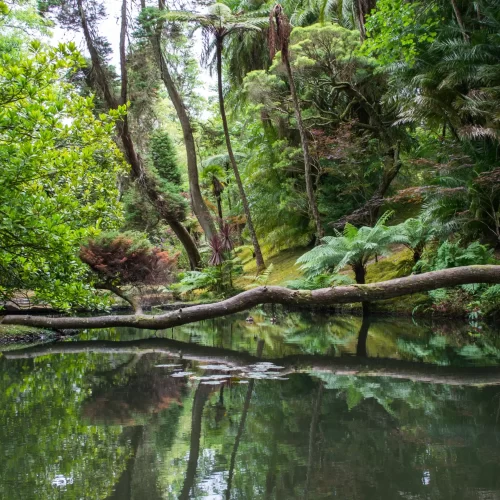 fallen-tree-reflecting-lake-mount-rainier-national-park-seattle-washington-state